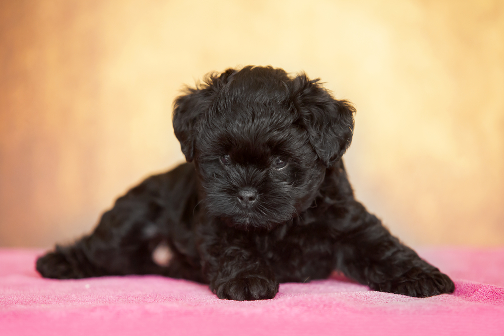 Affenpinscher