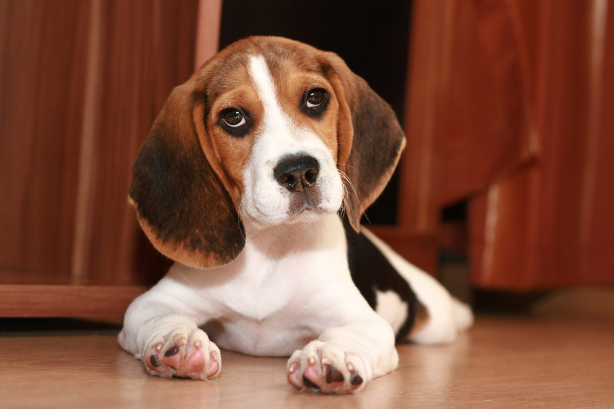 Beagle