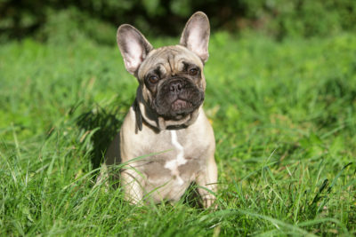 Bulldog français