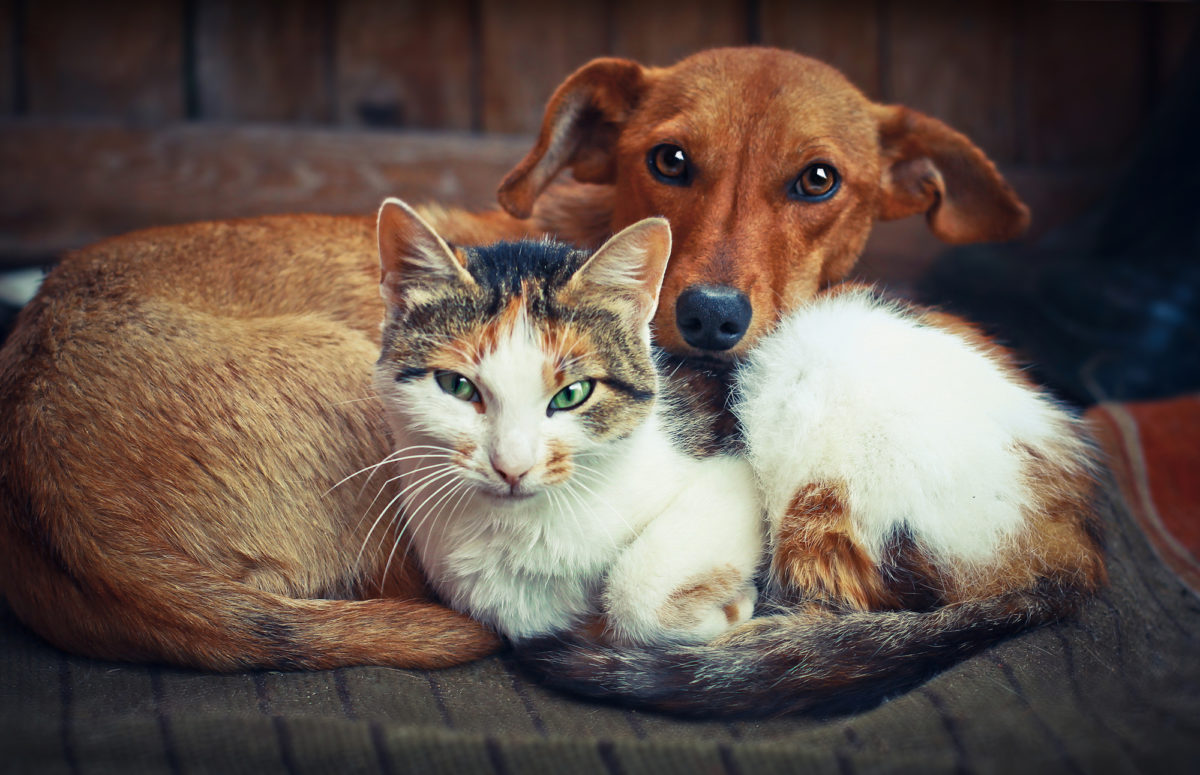 Races de chien qui font bon ménage avec les chats !