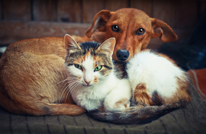 Races de chien qui font bon ménage avec les chats !