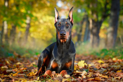 Dobermann