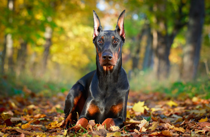 Dobermann