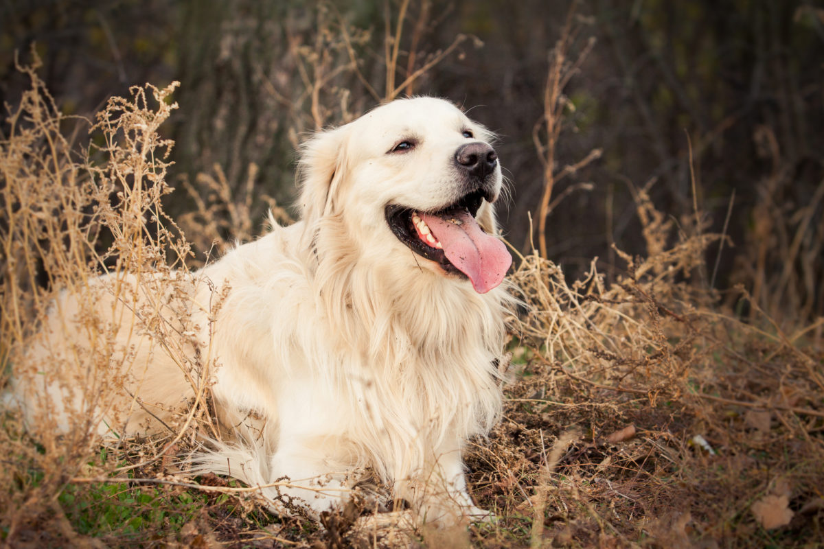 Golden Retriever