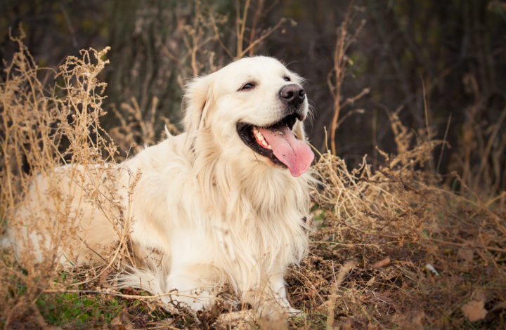 Golden Retriever