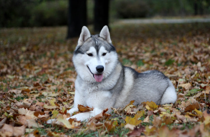 Husky de Sibérie