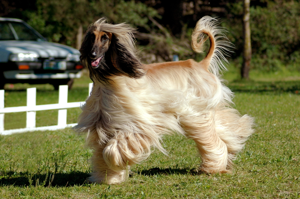 La race de chien lévrier afghan