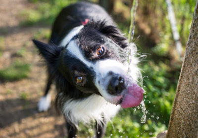 Chien boit beaucoup d'eau