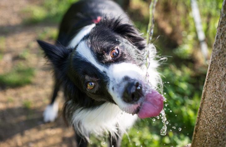 Chien boit beaucoup d'eau