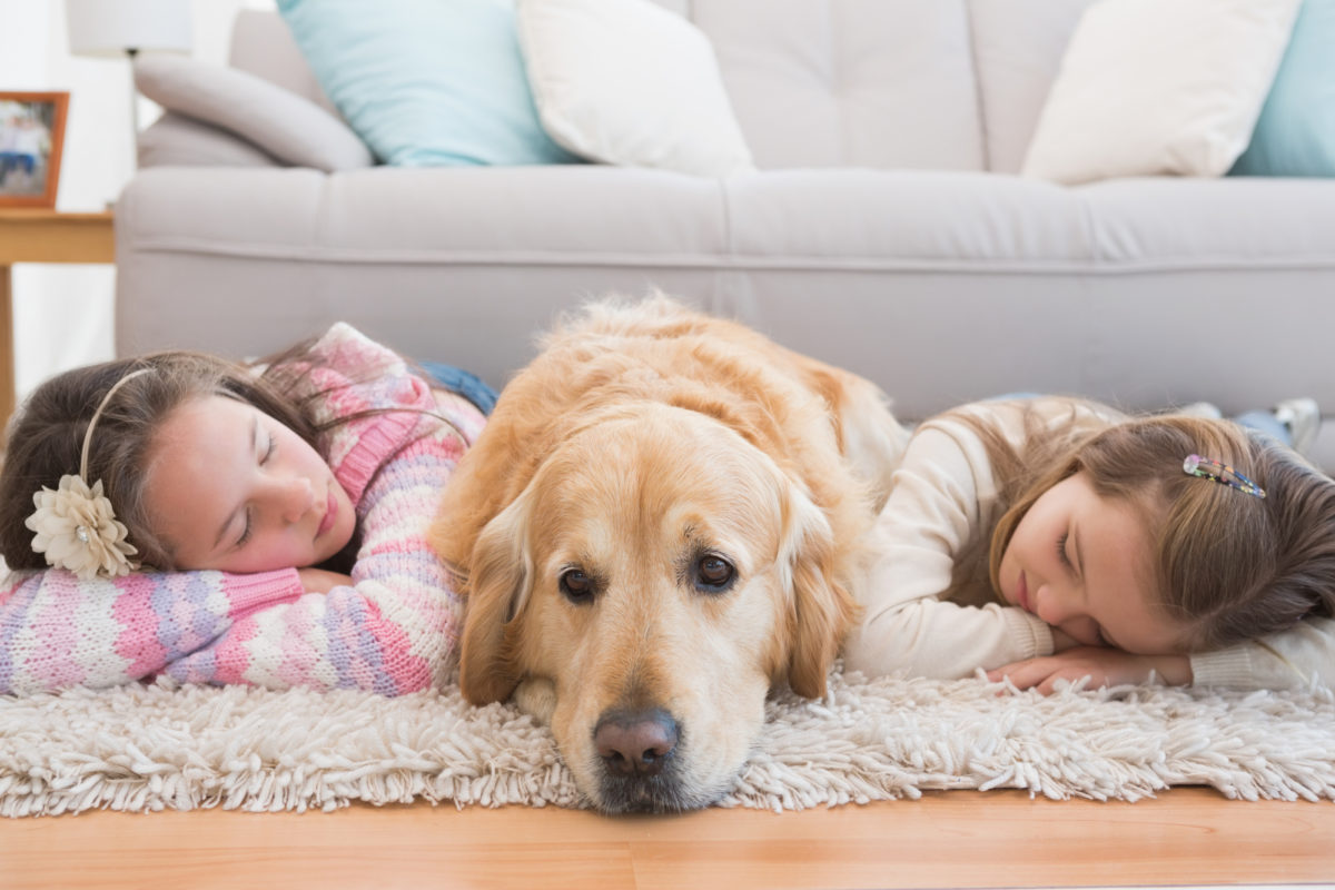 Races de chiens qui sont les plus calmes et tranquilles