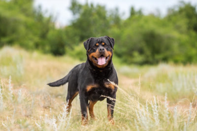 Race de chien - Rottweiler