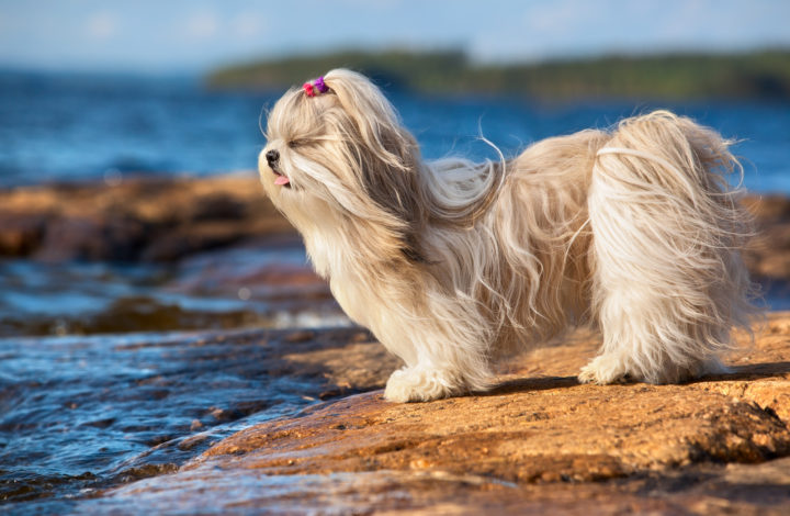 Shih Tzu