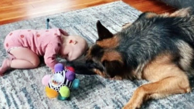 Berger Allemand et un bébé