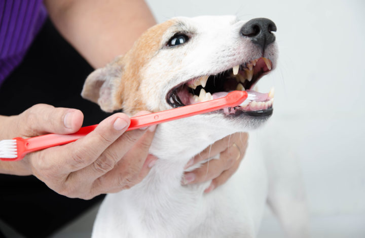 Solutions brosser les dents des chiens