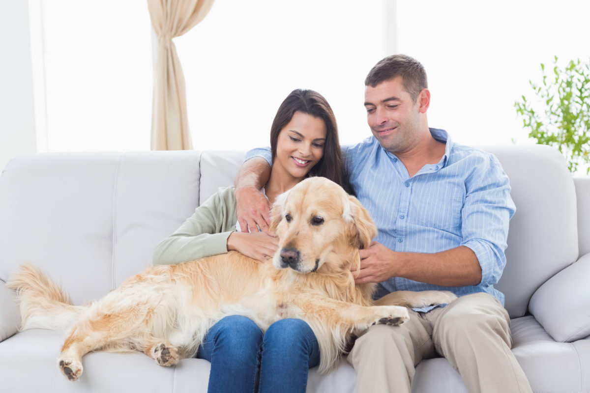 Races de chien qui adorent être sur les canapés