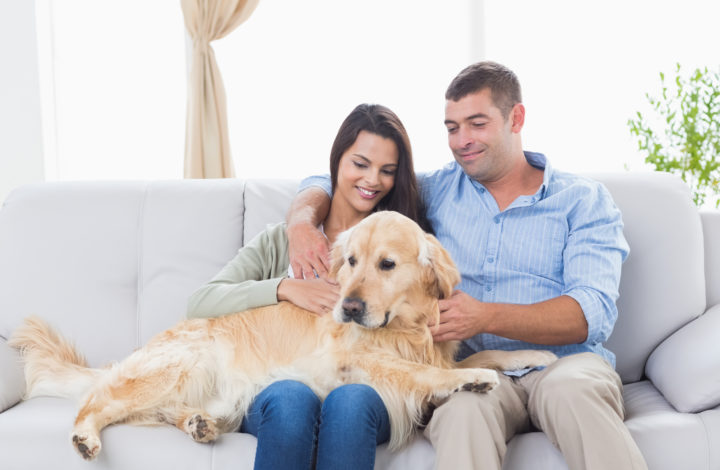 Races de chien qui adorent être sur les canapés