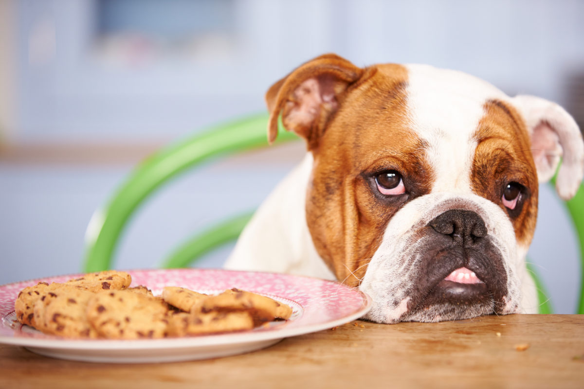 Intoxication du chien par le chocolat