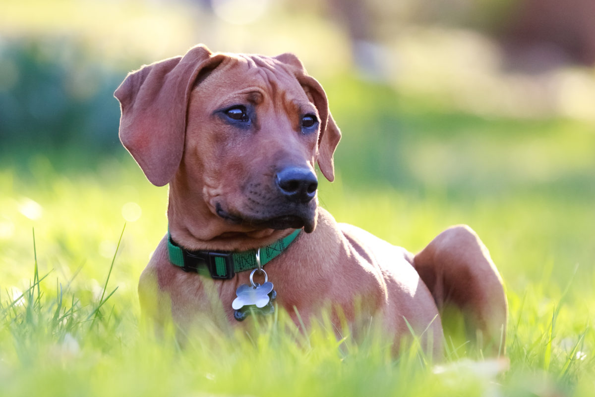 Chien mange de l’herbe