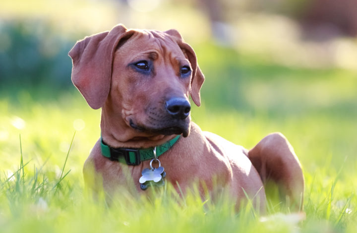 Chien mange de l’herbe