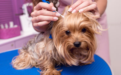 Comment nettoyer les oreilles de son chien