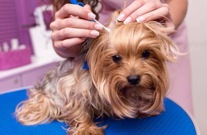 Comment nettoyer les oreilles de son chien