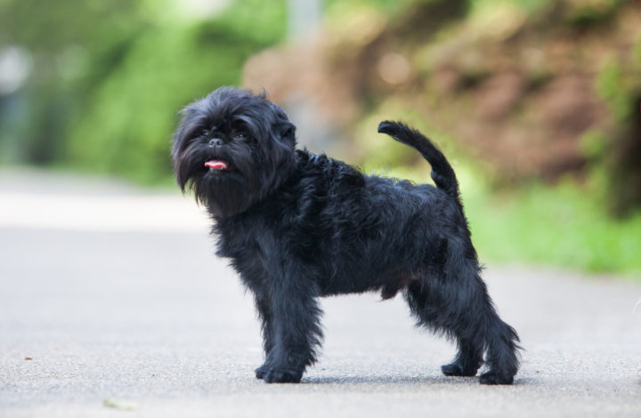 Race de chien : Affenpinscher