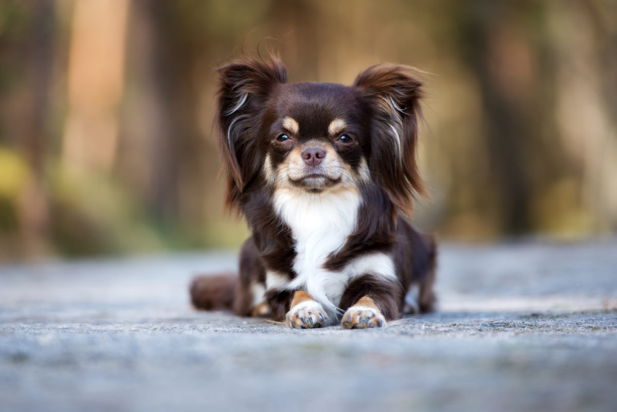 Races de chien à adopter