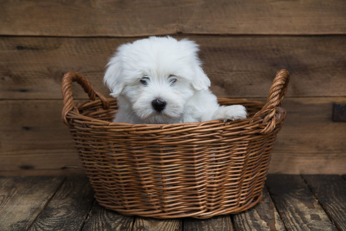 Races de chien qui sont de véritables petits anges