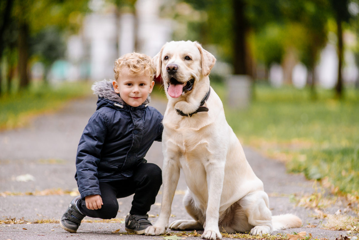 Races de chiens adaptees aux enfants