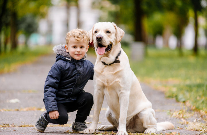 Races de chiens adaptees aux enfants