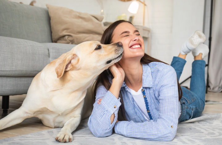 Races de chiens les plus affectueuses