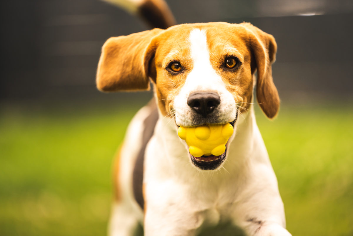 Races de chiens qui sont les plus joueuses