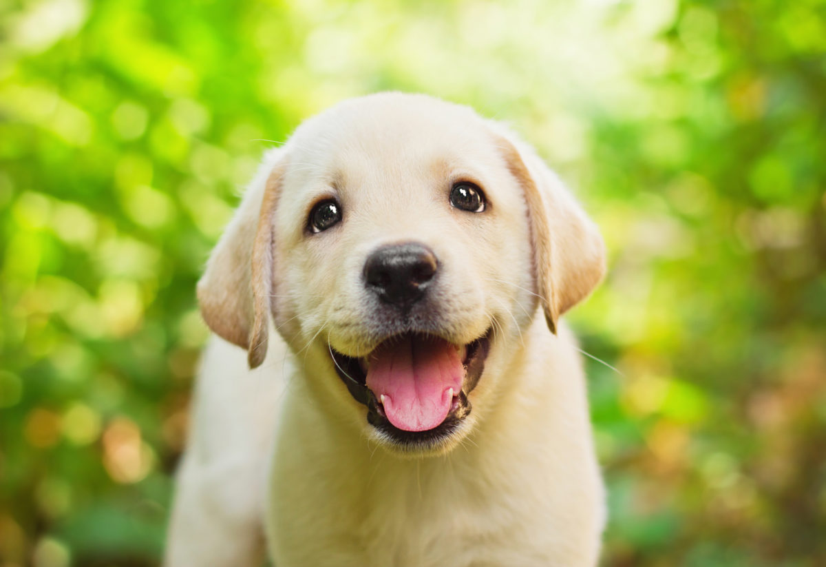 Races de chiens qui sont très joyeuses