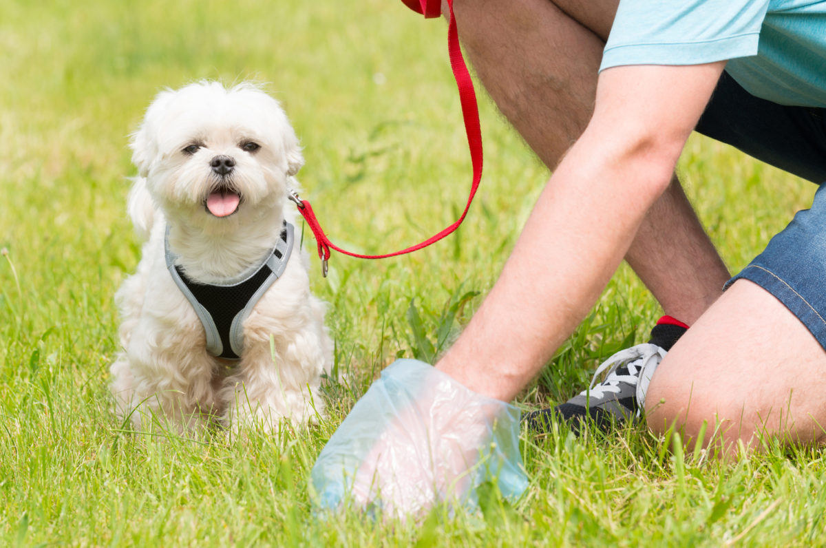 Vers dans le caca de chien