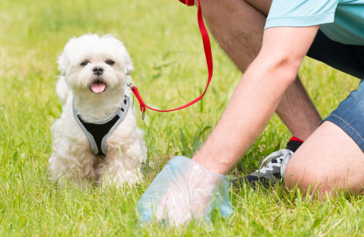 Vers dans le caca de chien