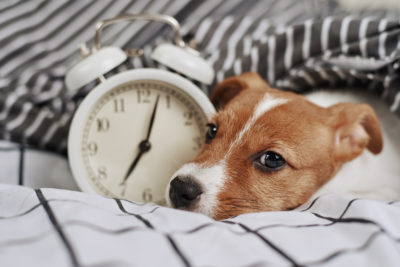 Troubles du sommeil chez votre chien