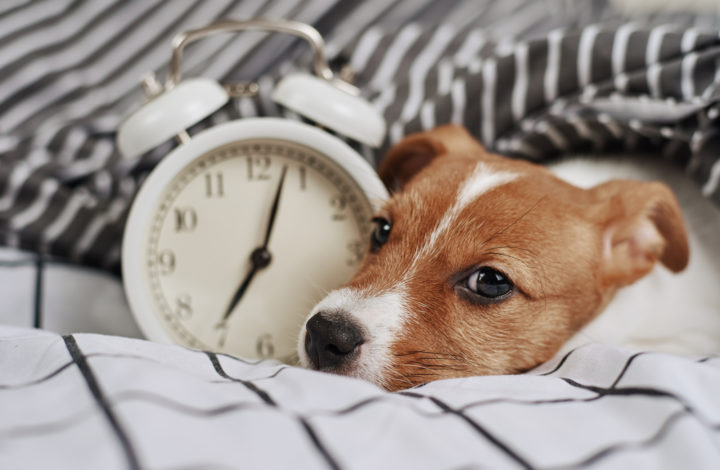 Troubles du sommeil chez votre chien