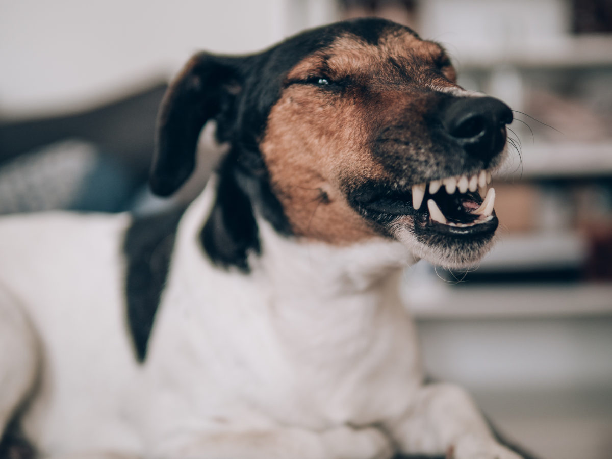 Enseigner à votre chien à ne pas mordre ou griffer