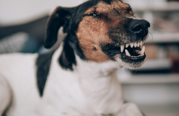 Enseigner à votre chien à ne pas mordre ou griffer