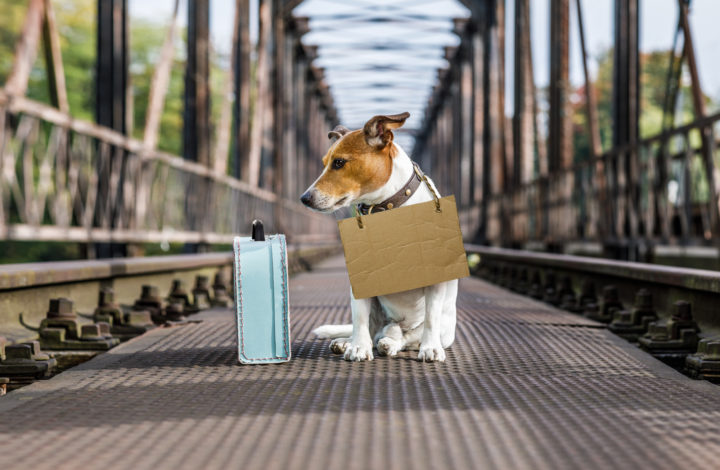 Voyager avec son chien