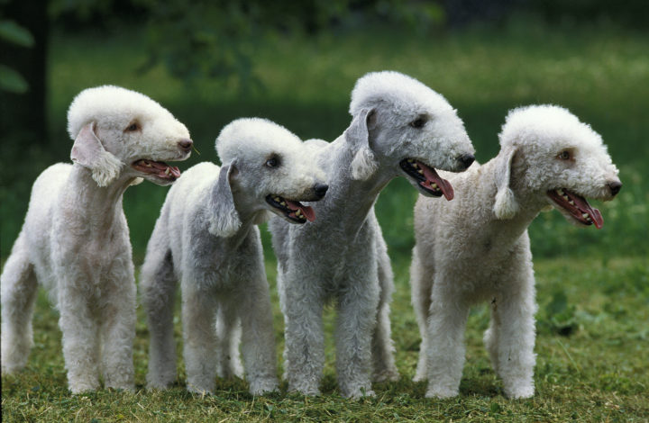 Bedlington Terrier