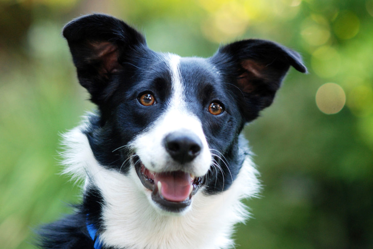 Border Collie