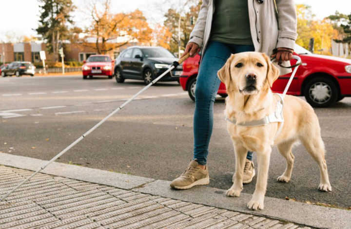 12 races de chien parfait destiné à être des chiens assistantes