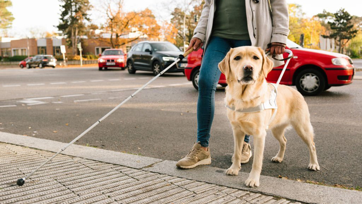 12 races de chien parfait destiné à être des chiens assistantes