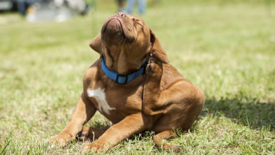 Race de chien : les molosses qui sont immunisés contre les puces