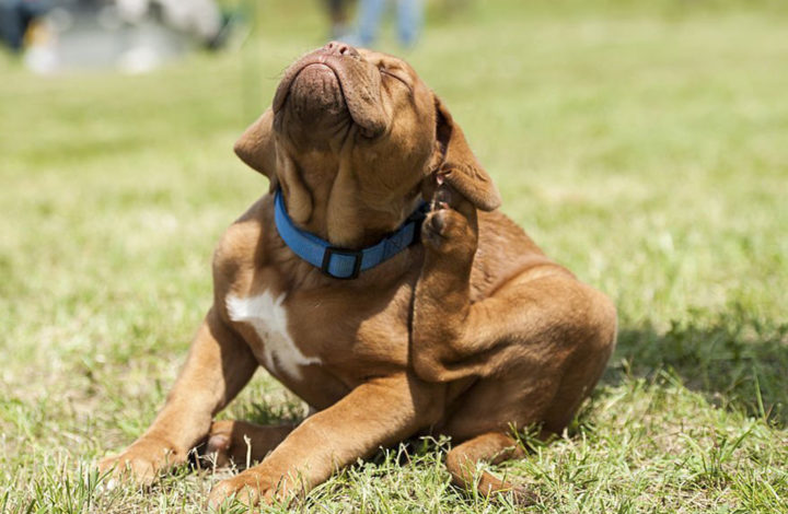 Race de chien : les molosses qui sont immunisés contre les puces