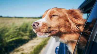 Les 8 races de chien qui adorent voyager en voiture