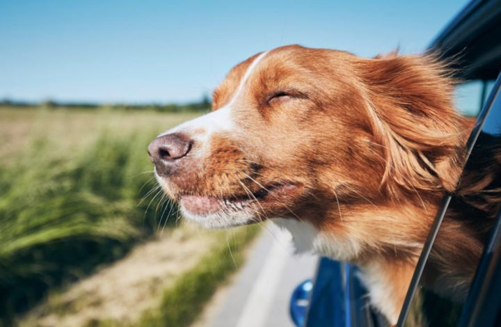 Les 8 races de chien qui adorent voyager en voiture