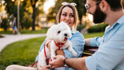 Race de chien : Découvrez les meilleurs toutous de compagnie !