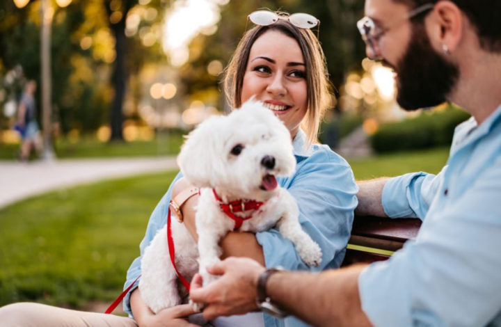 Race de chien : Découvrez les meilleurs toutous de compagnie !